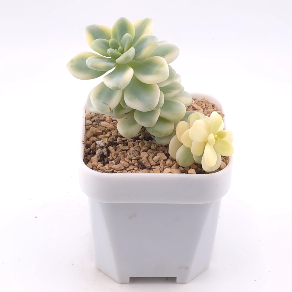 Sedum clavatum variegated | 勞爾錦 thumbnail 2