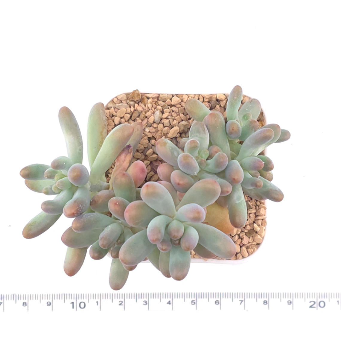 Sedum Pachyphyllum ‘Jelly Beans’ | 乙女心 thumbnail 4