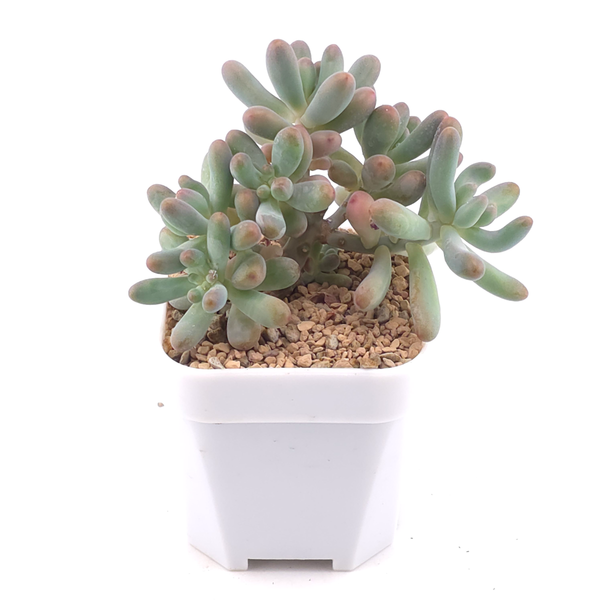 Sedum Pachyphyllum ‘Jelly Beans’ | 乙女心 thumbnail 2