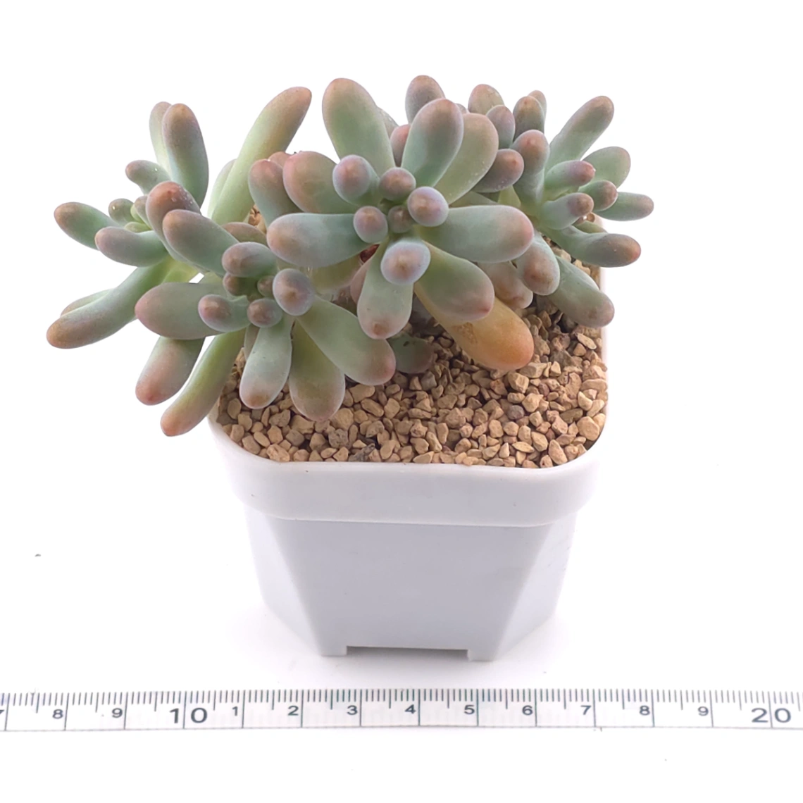 Sedum Pachyphyllum ‘Jelly Beans’ | 乙女心 thumbnail 3
