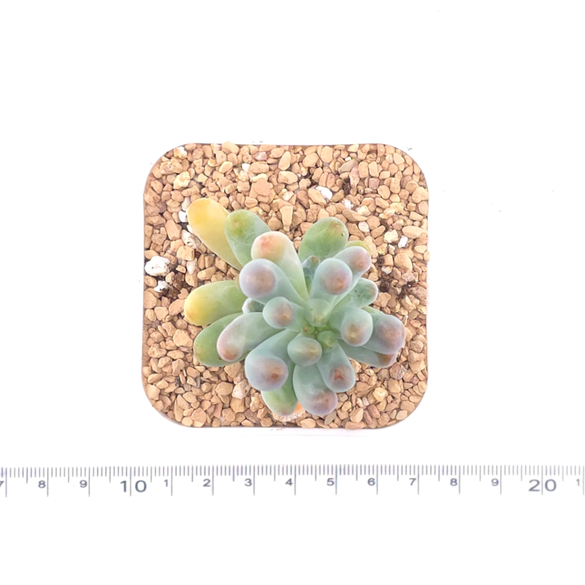 Sedum Pachyphyllum ‘Jelly Beans’ | 乙女心 thumbnail 4