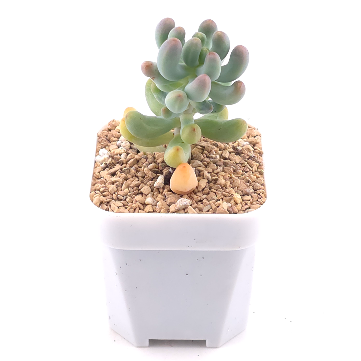 Sedum Pachyphyllum ‘Jelly Beans’ | 乙女心 thumbnail 2