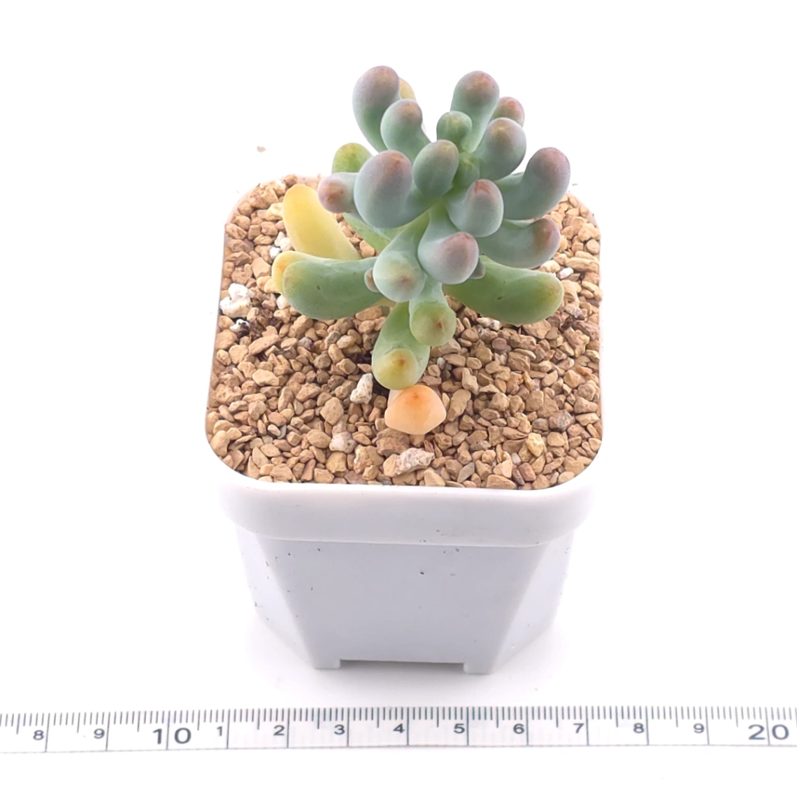 Sedum Pachyphyllum ‘Jelly Beans’ | 乙女心 thumbnail 3