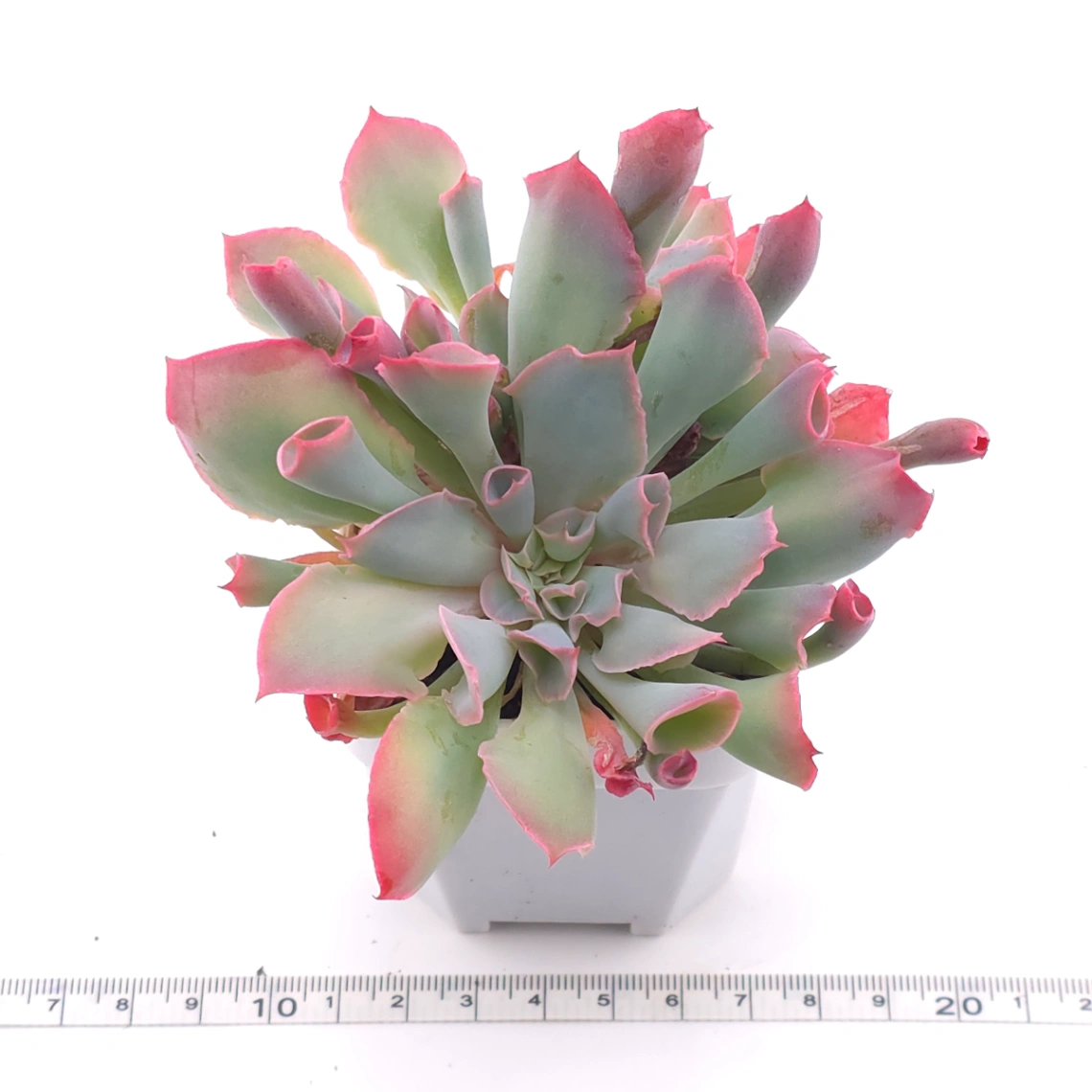Echeveria ‘Magic Flute’ / ‘Trumpet Pinky’ | 魔笛 thumbnail 3