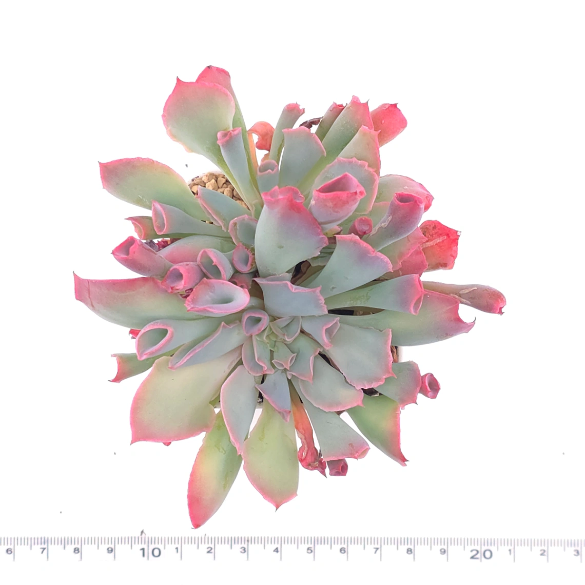 Echeveria ‘Magic Flute’ / ‘Trumpet Pinky’ | 魔笛 thumbnail 4