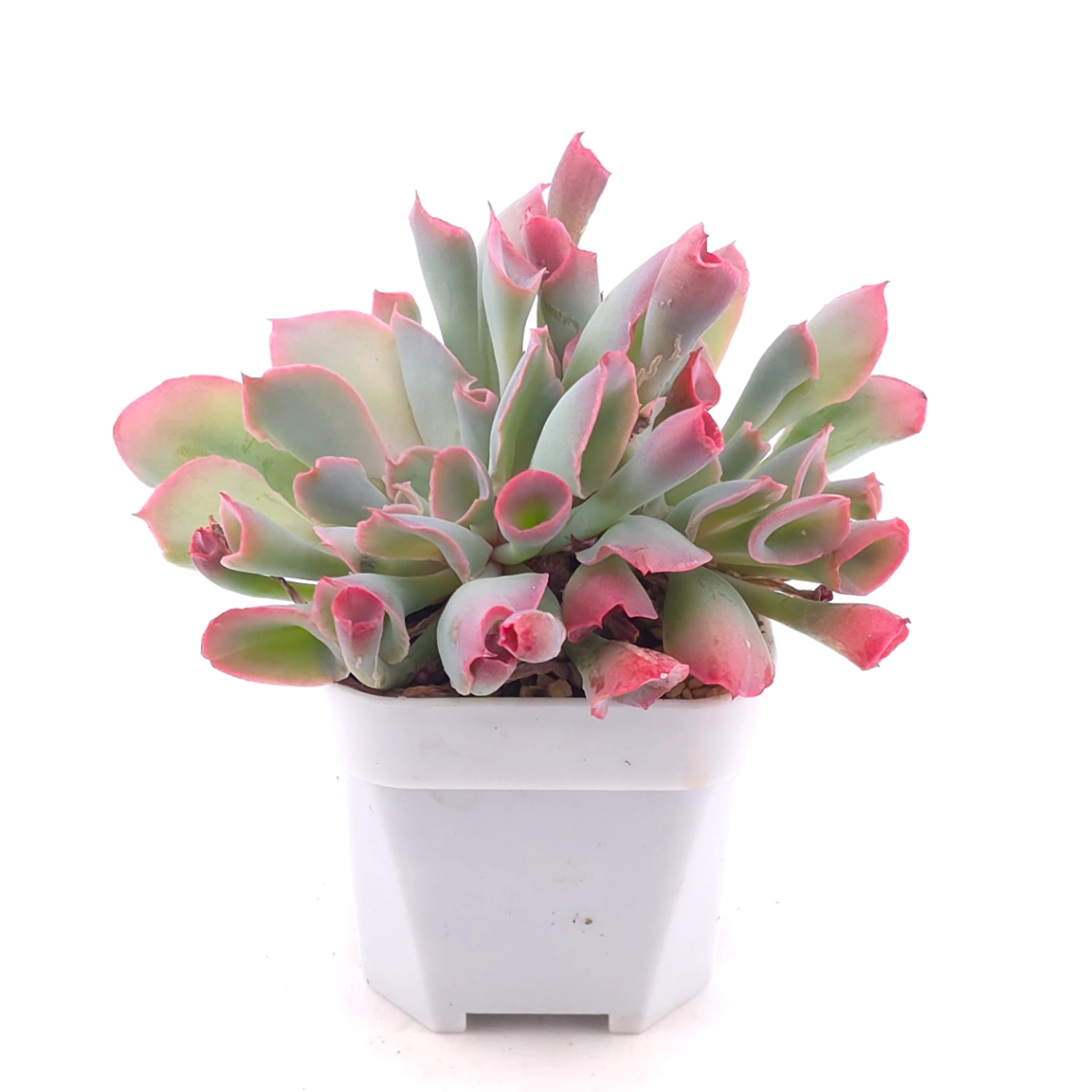 Echeveria ‘Magic Flute’ / ‘Trumpet Pinky’ | 魔笛 thumbnail 2