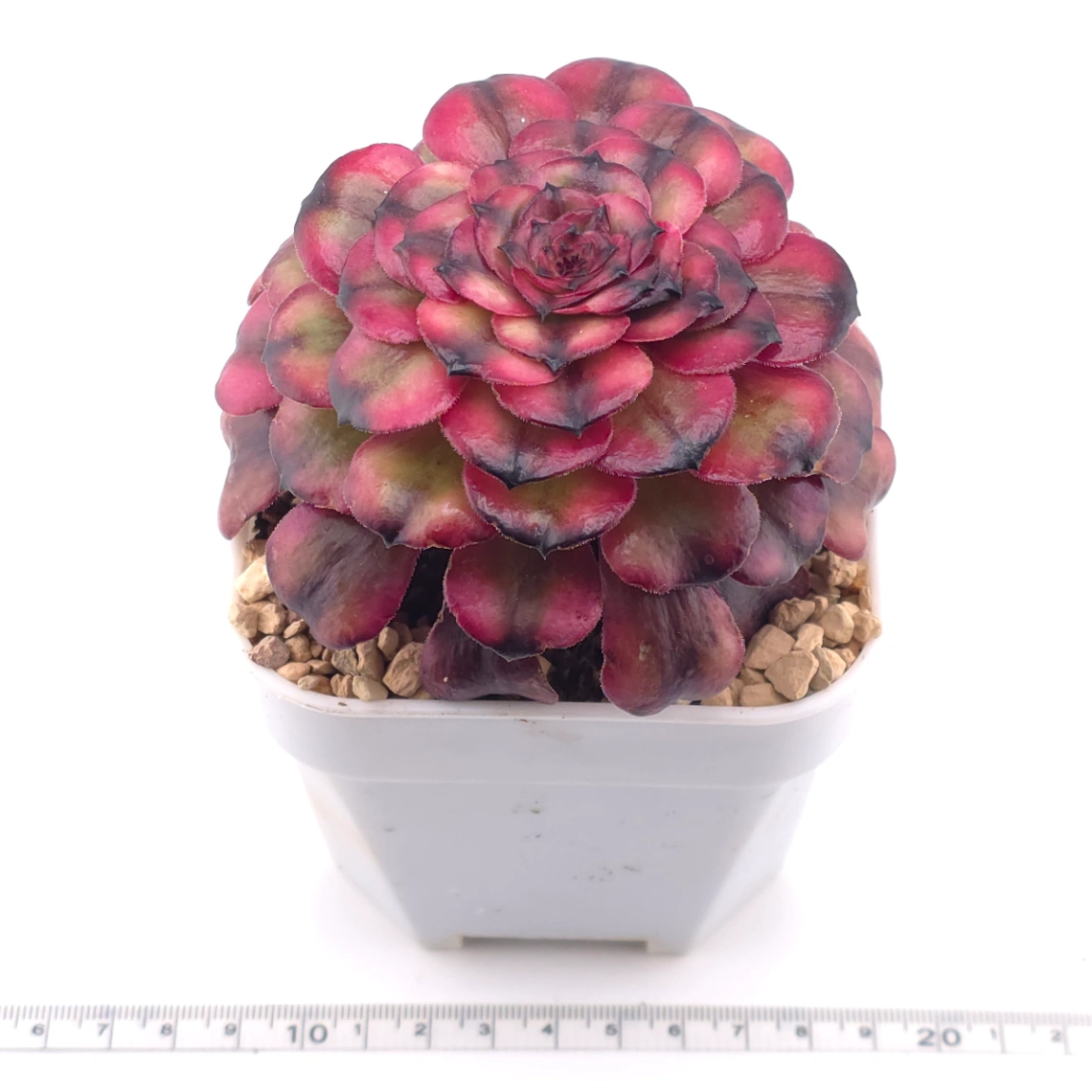 Aeonium ‘Velvet Rose’ | 天鵝絨法師 thumbnail 3