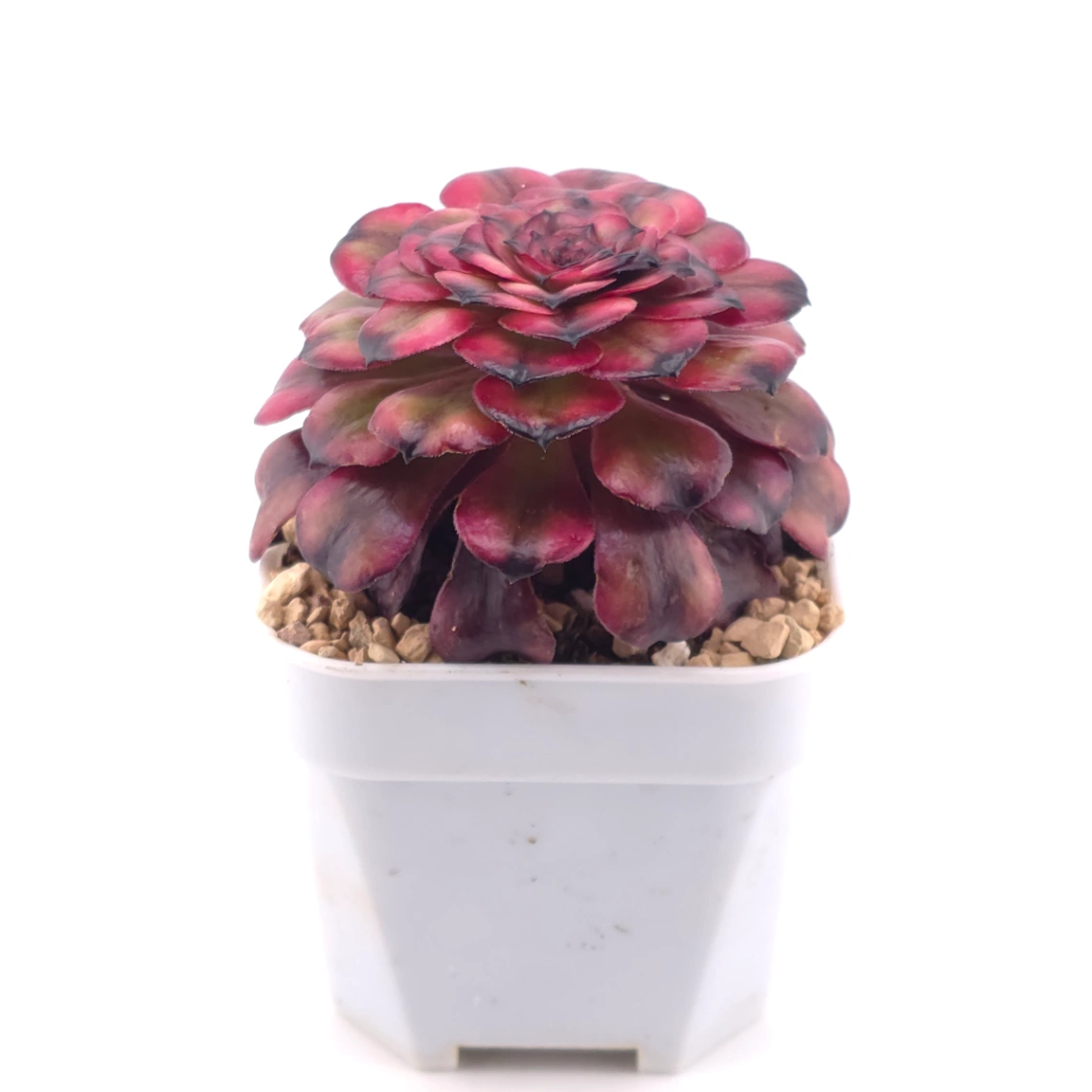 Aeonium ‘Velvet Rose’ | 天鵝絨法師 thumbnail 2