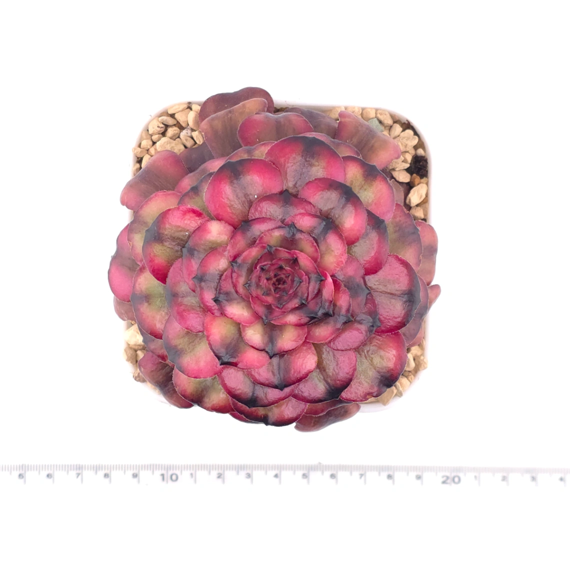 Aeonium ‘Velvet Rose’ | 天鵝絨法師 thumbnail 4