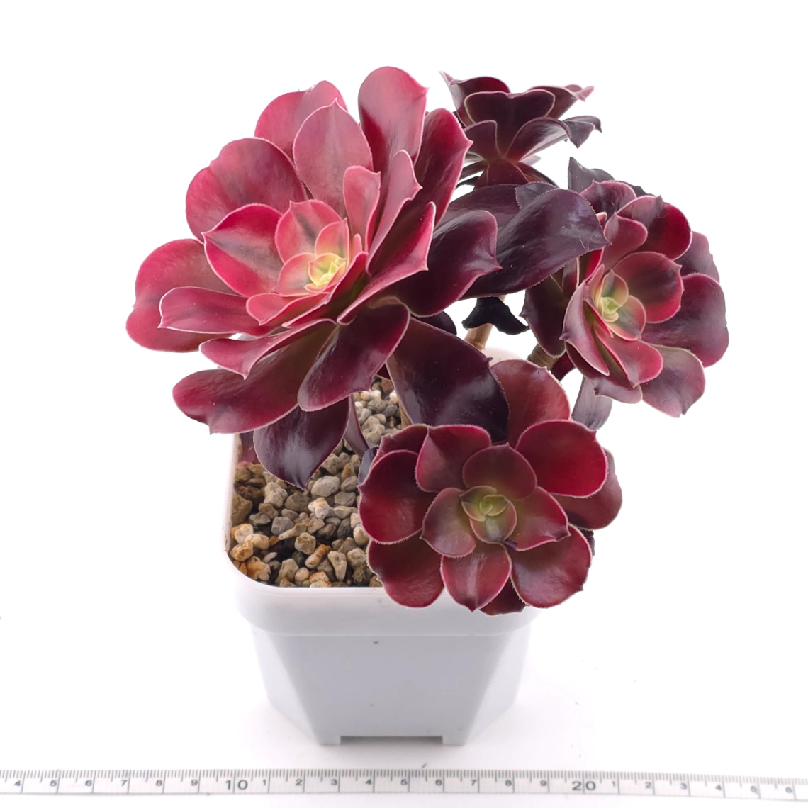 Aeonium ‘Medusa’ | 美杜莎法師 thumbnail 3