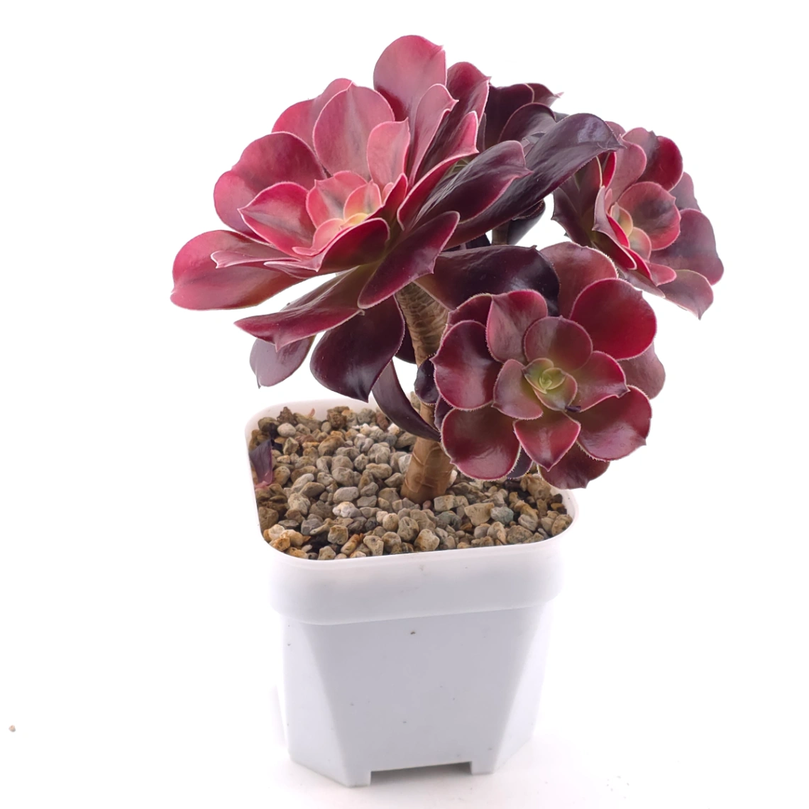Aeonium ‘Medusa’ | 美杜莎法師 thumbnail 2