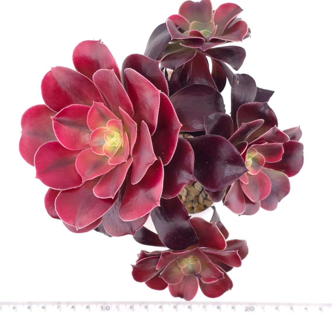 Aeonium ‘Medusa’ | 美杜莎法師 thumbnail 4