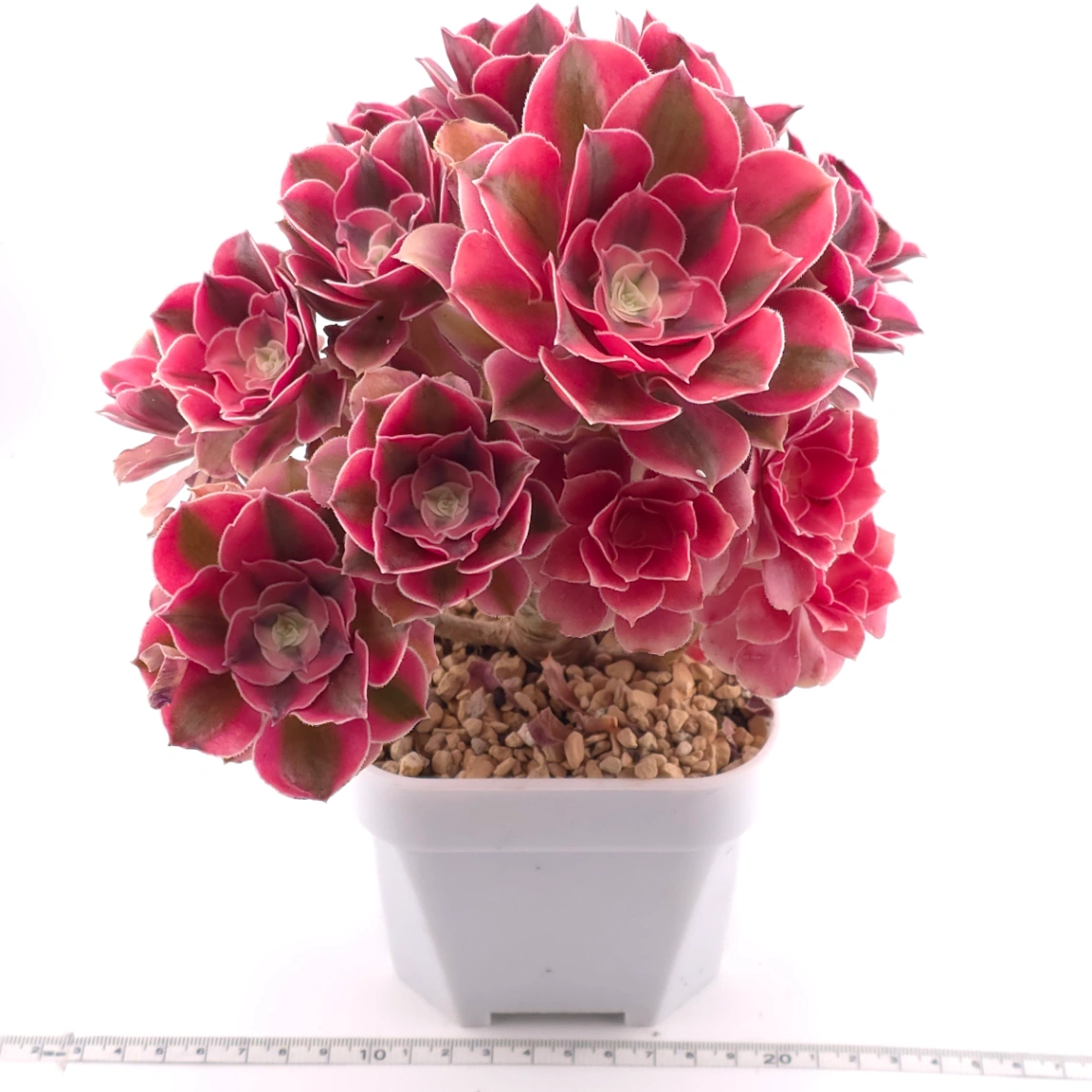 Aeonium ‘Pink Witch’ | 粉色女巫 thumbnail 3