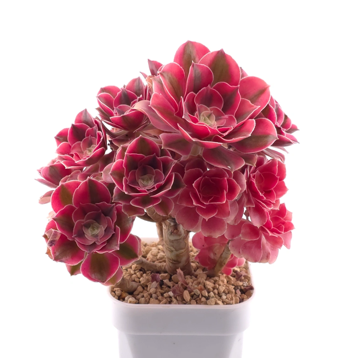 Aeonium ‘Pink Witch’ | 粉色女巫 thumbnail 2