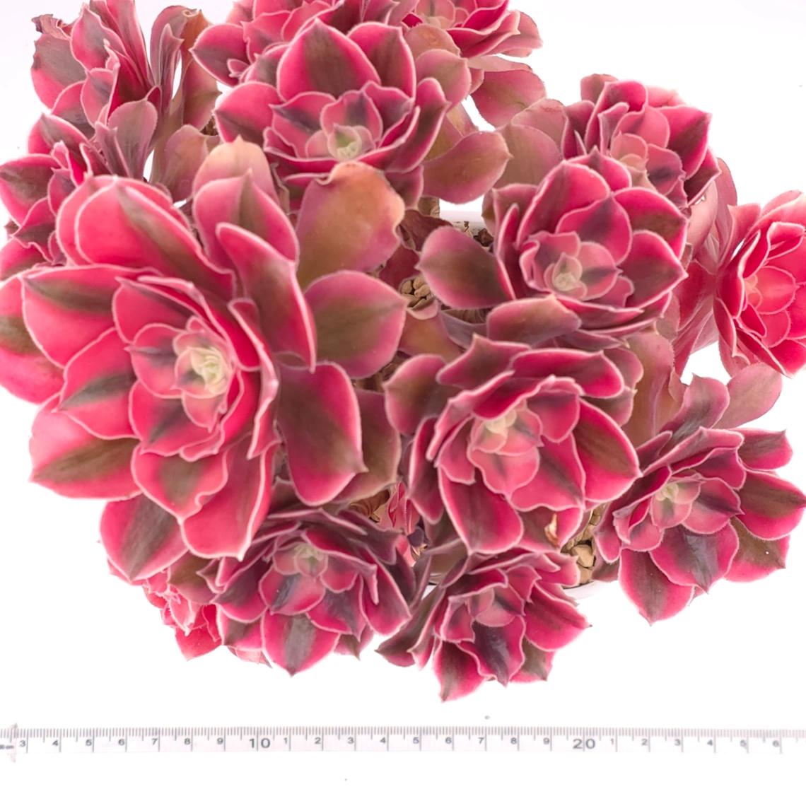 Aeonium ‘Pink Witch’ | 粉色女巫 thumbnail 4