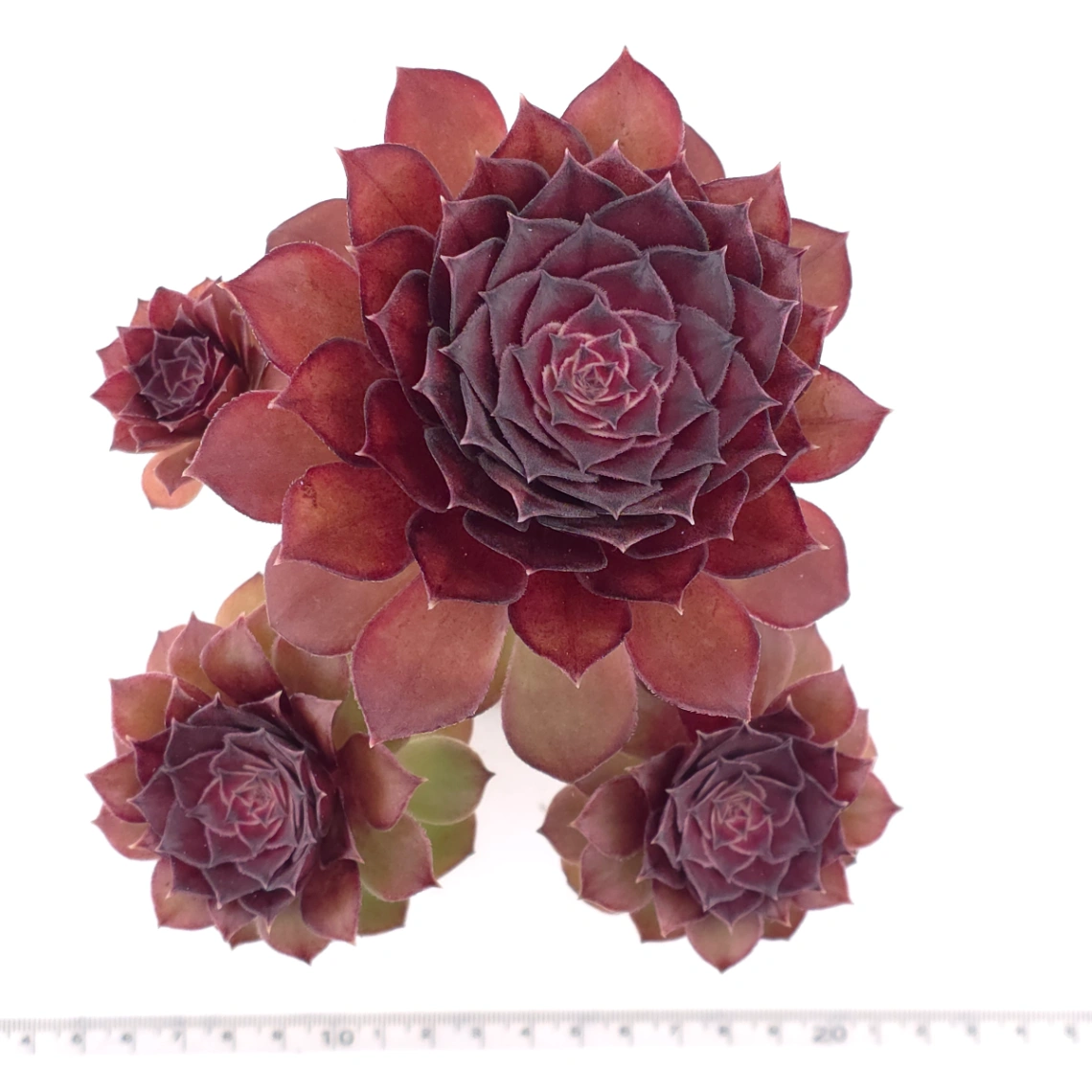 Aeonium ‘Rose Dusk’ | 玫暮 thumbnail 4