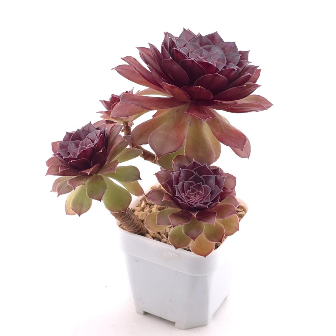 Aeonium ‘Rose Dusk’ | 玫暮 thumbnail 2