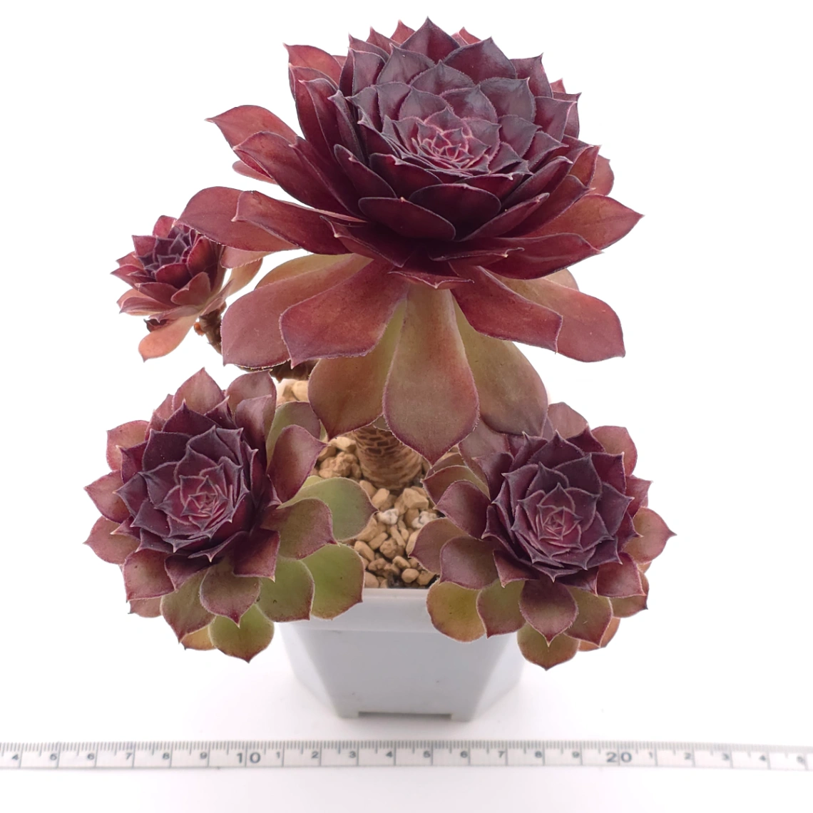 Aeonium ‘Rose Dusk’ | 玫暮 thumbnail 3
