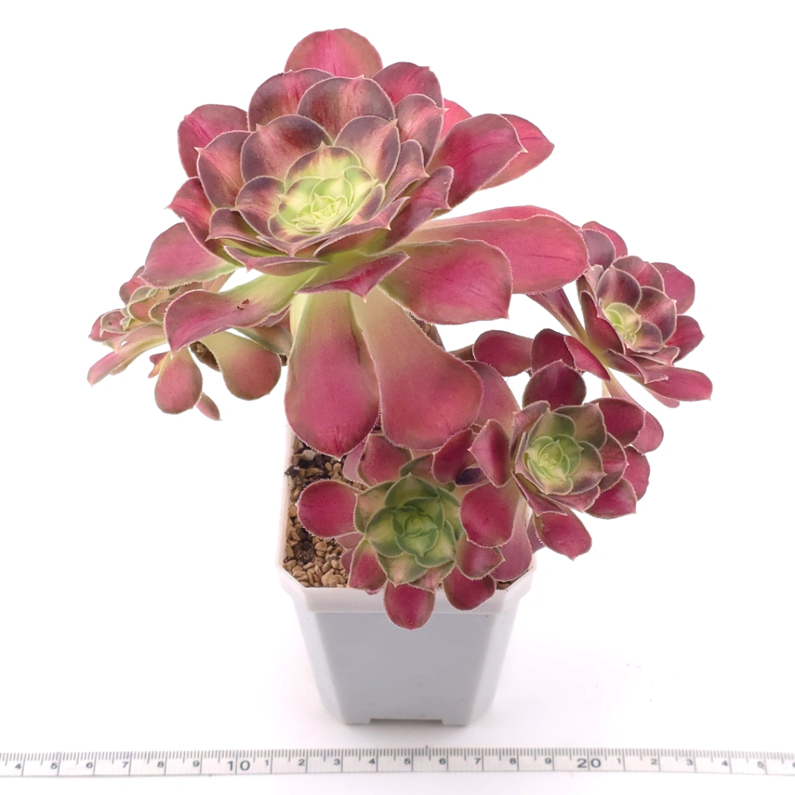 Aeonium ‘Shaohua’ | 韶華 thumbnail 3