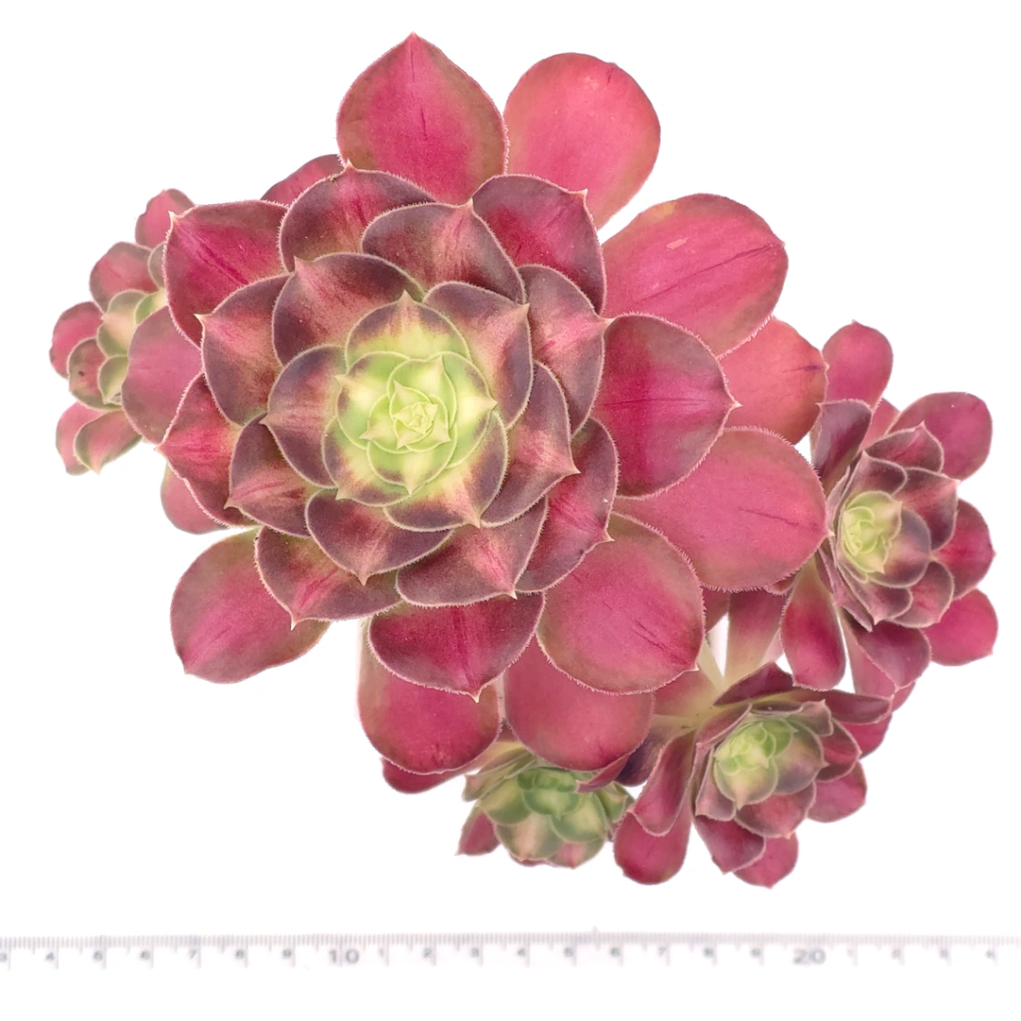 Aeonium ‘Shaohua’ | 韶華 thumbnail 4