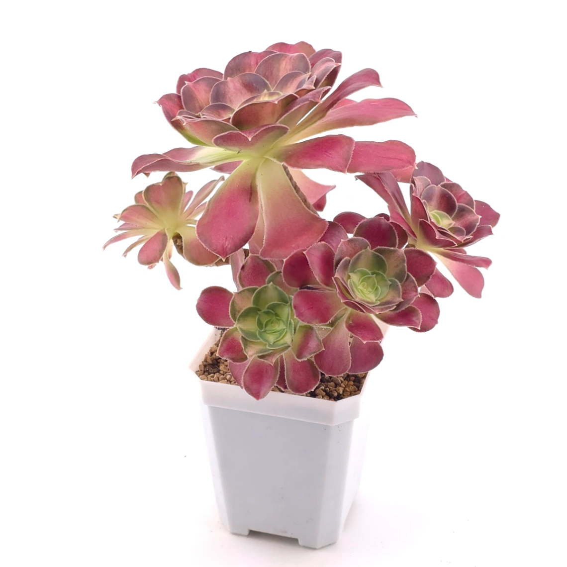 Aeonium ‘Shaohua’ | 韶華 thumbnail 2