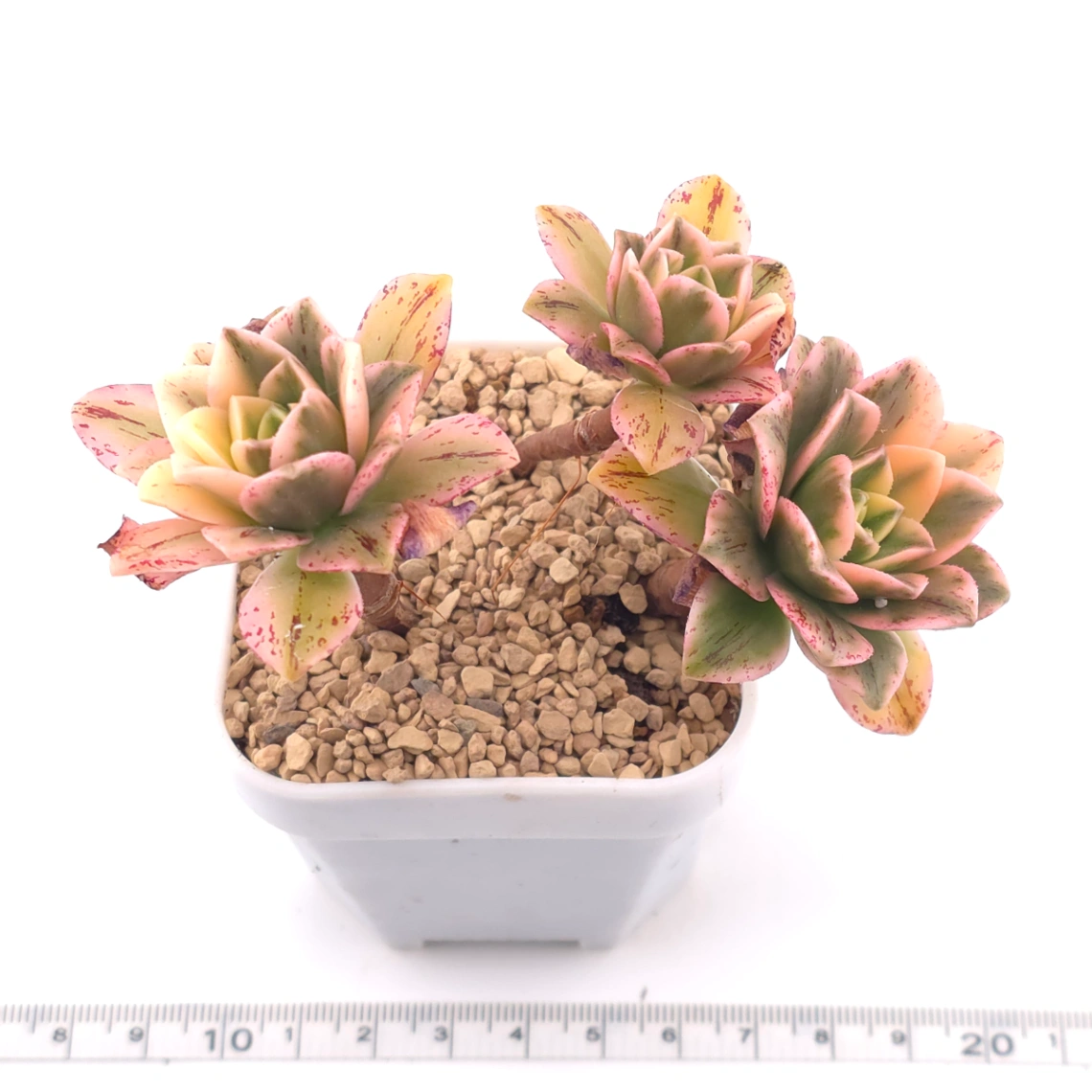 Aeonium ‘Sweet Tea’ | 甜茶法師 thumbnail 3