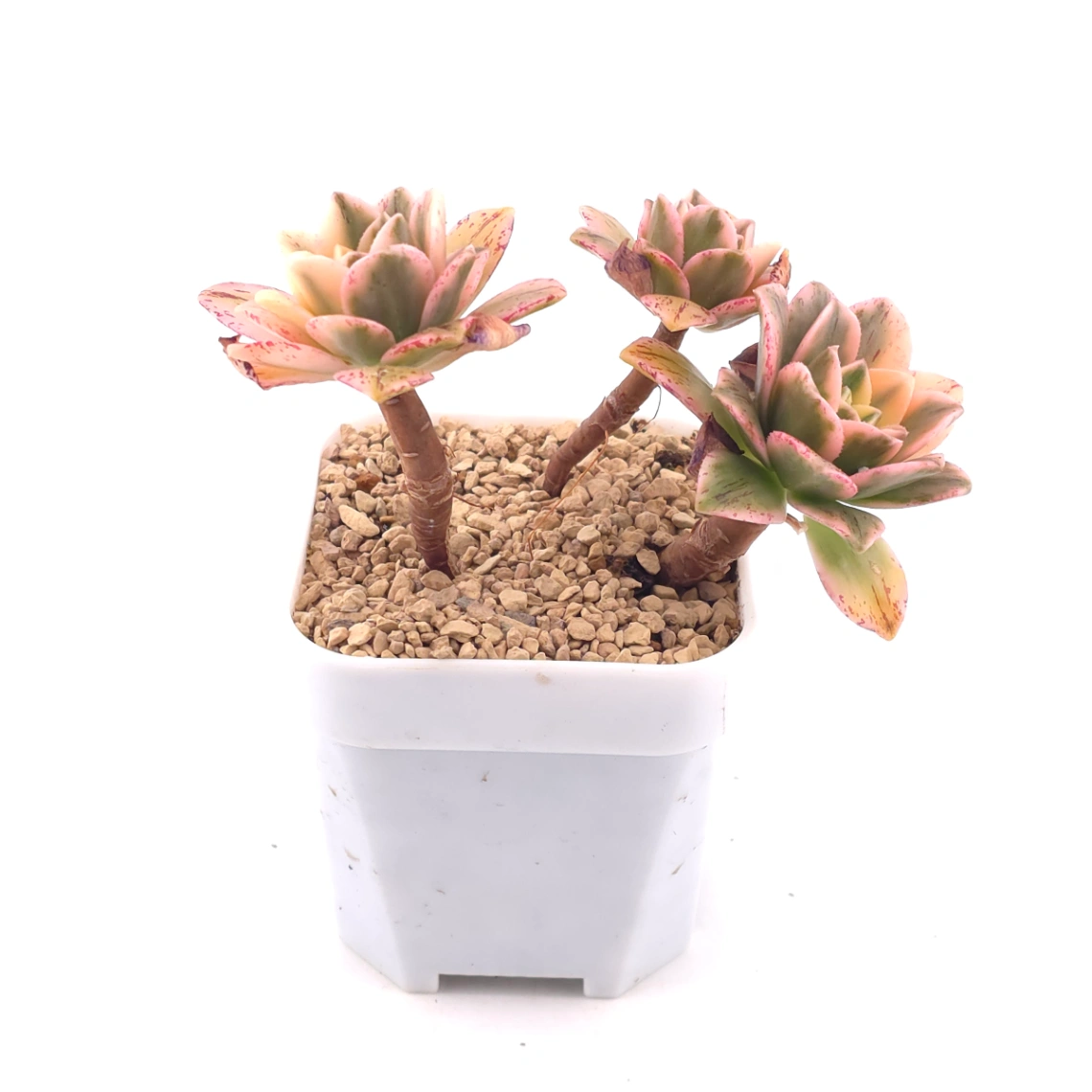 Aeonium ‘Sweet Tea’ | 甜茶法師 thumbnail 2