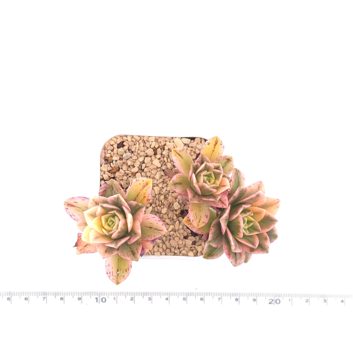 Aeonium ‘Sweet Tea’ | 甜茶法師 thumbnail 4