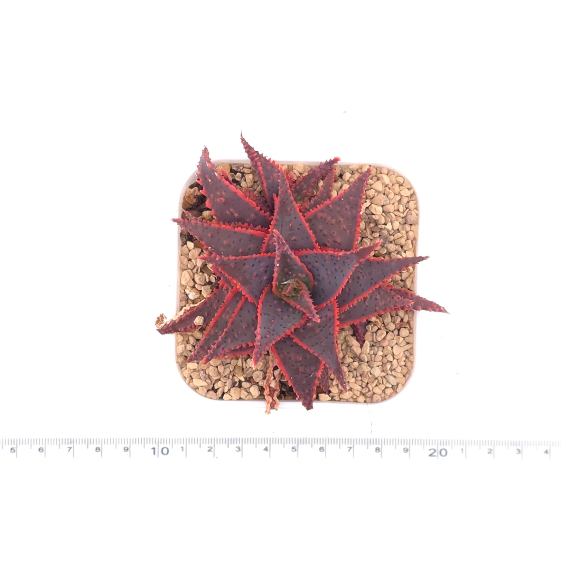 Aloe ‘Christmas Carol’ | 聖誕蘆薈 thumbnail 4