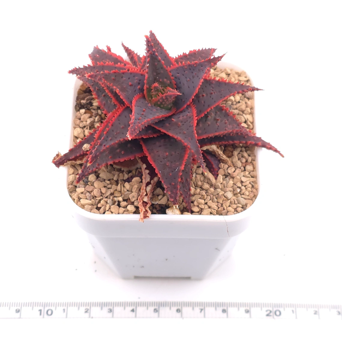 Aloe ‘Christmas Carol’ | 聖誕蘆薈 thumbnail 3