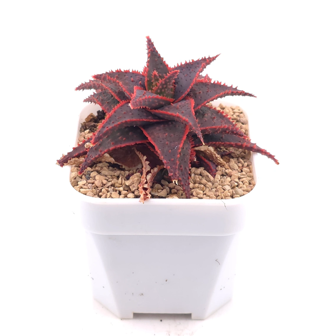 Aloe ‘Christmas Carol’ | 聖誕蘆薈 thumbnail 2