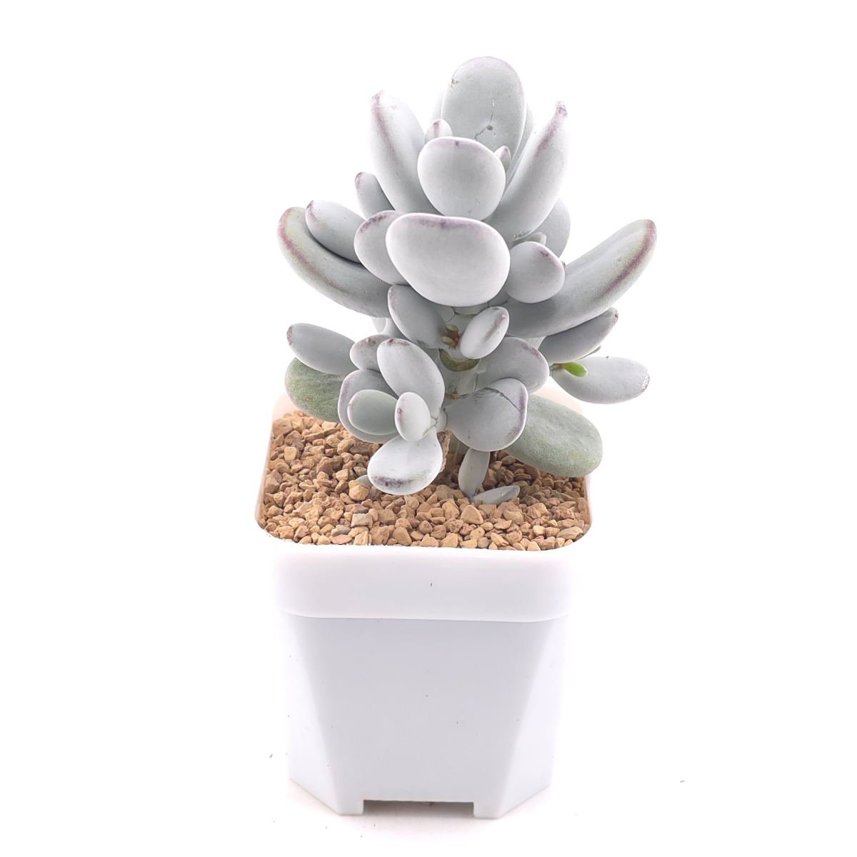 Cotyledon orbiculata | 乒乓福娘 thumbnail 2