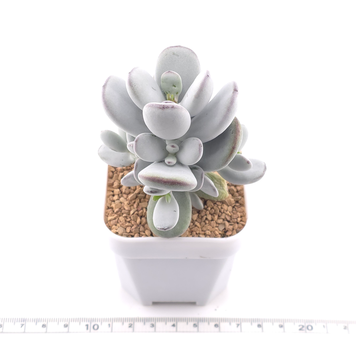 Cotyledon orbiculata | 乒乓福娘 thumbnail 3