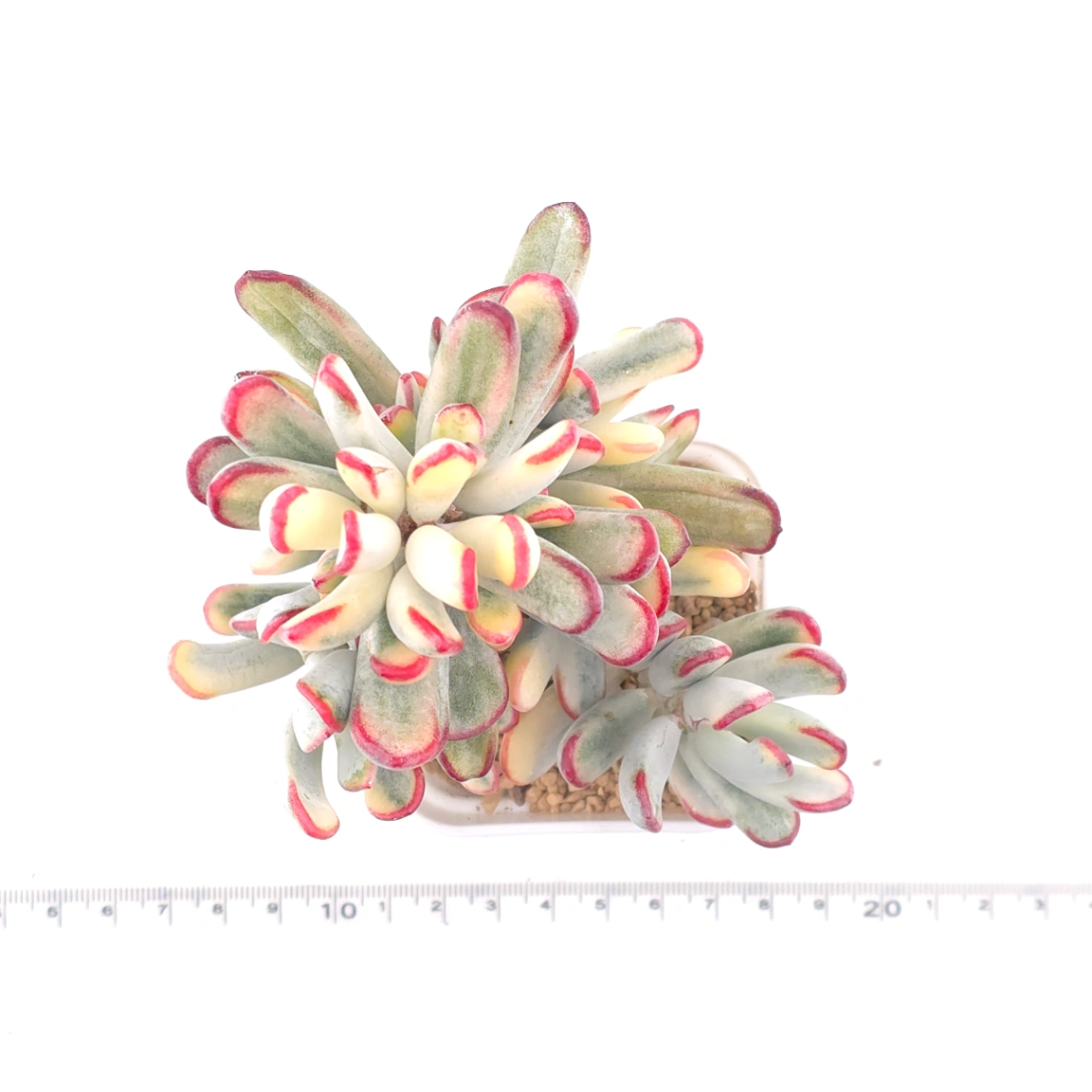 Cotyledon orbiculata cv. variegated (long leaf ver.) | 棒葉福娘錦 thumbnail 4