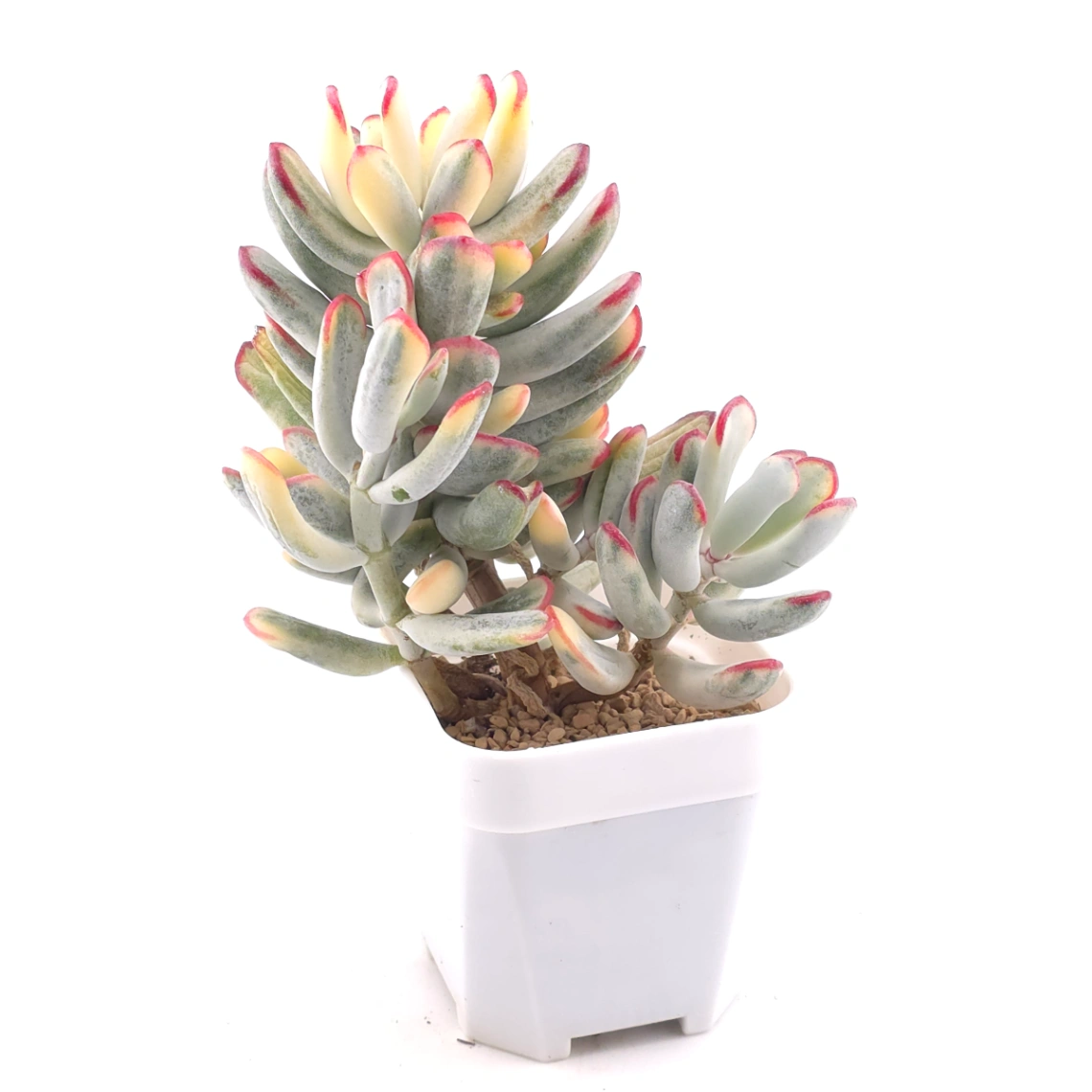 Cotyledon orbiculata cv. variegated (long leaf ver.) | 棒葉福娘錦 thumbnail 2