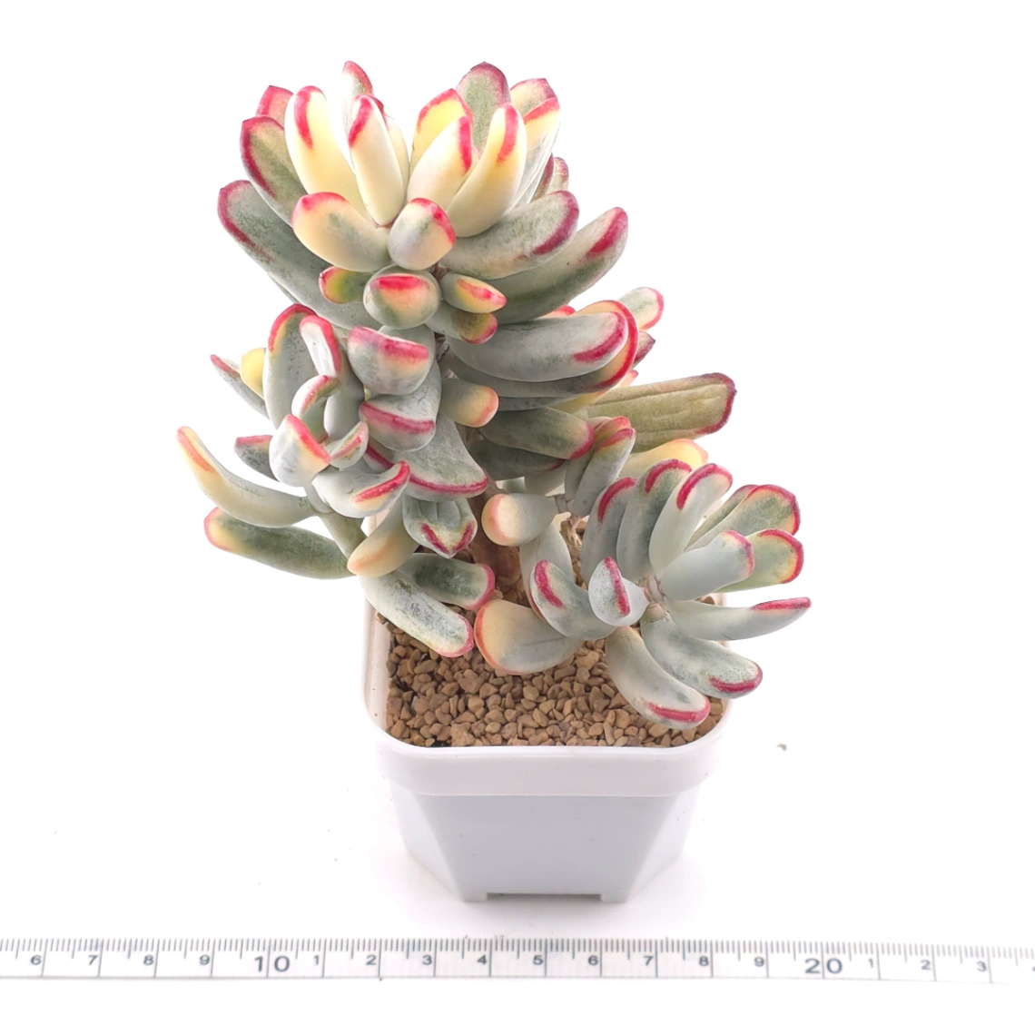 Cotyledon orbiculata cv. variegated (long leaf ver.) | 棒葉福娘錦 thumbnail 3