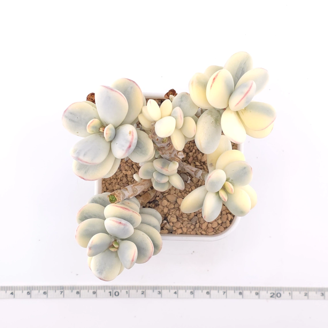 Cotyledon orbiculata cv. variegated (rounded leaf ver.) | 乒乓福娘錦 thumbnail 4