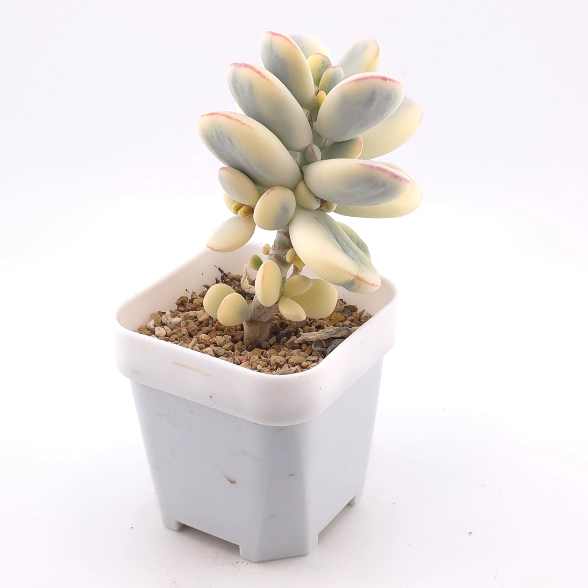 Cotyledon orbiculata cv. variegated (rounded leaf ver.) | 乒乓福娘錦 thumbnail 2