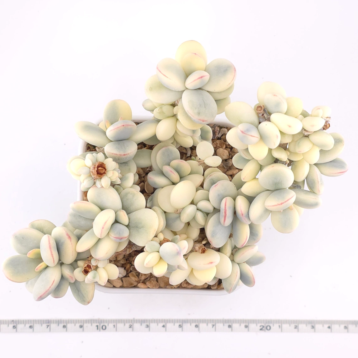 Cotyledon orbiculata cv. variegated (rounded leaf ver.) | 乒乓福娘錦 thumbnail 4
