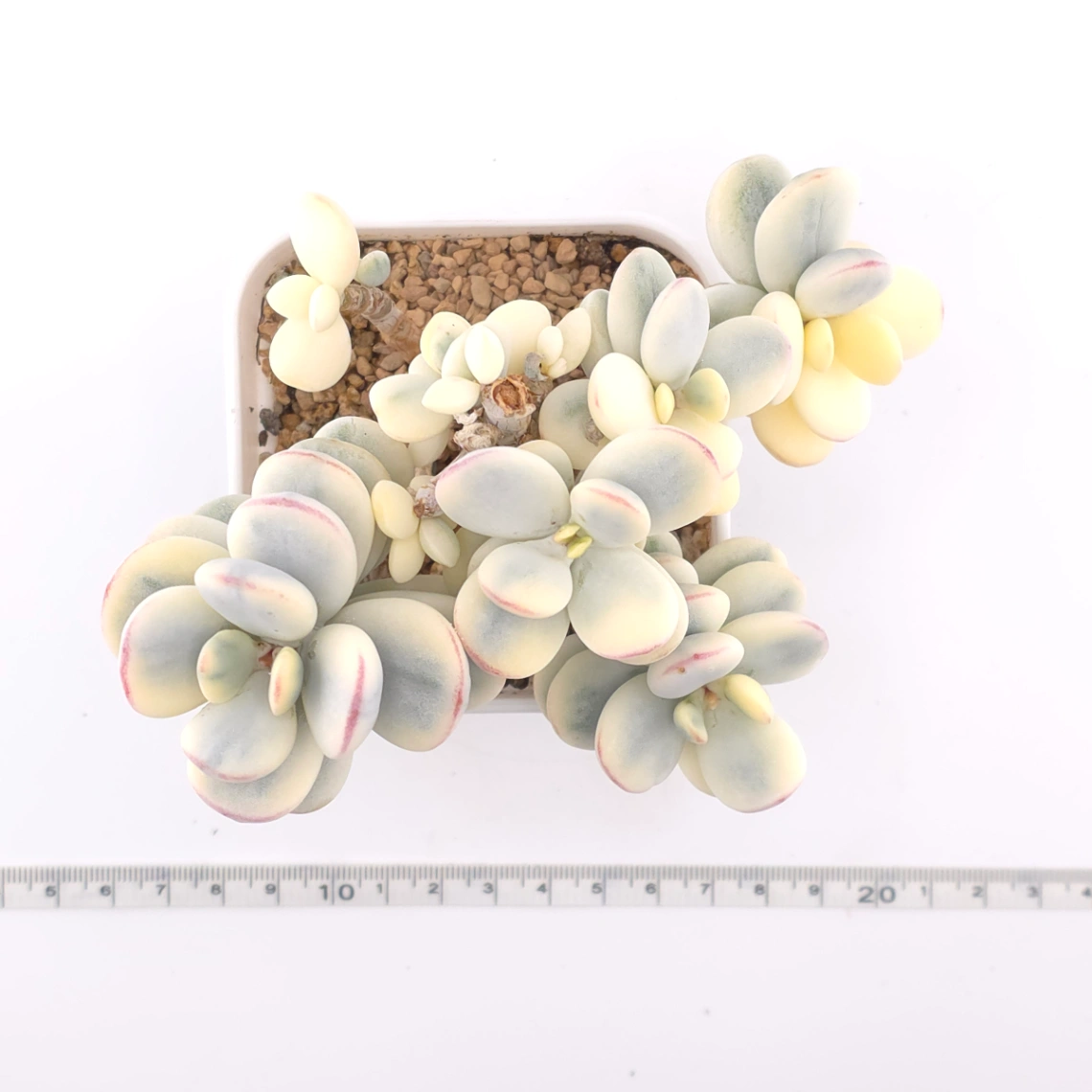 Cotyledon orbiculata cv. variegated (rounded leaf ver.) | 乒乓福娘錦 thumbnail 4