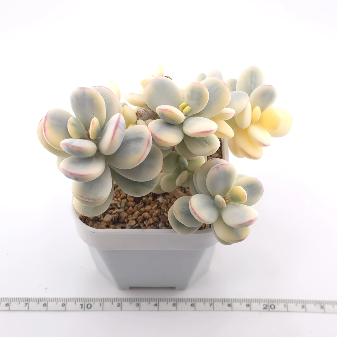 Cotyledon orbiculata cv. variegated (rounded leaf ver.) | 乒乓福娘錦 thumbnail 3