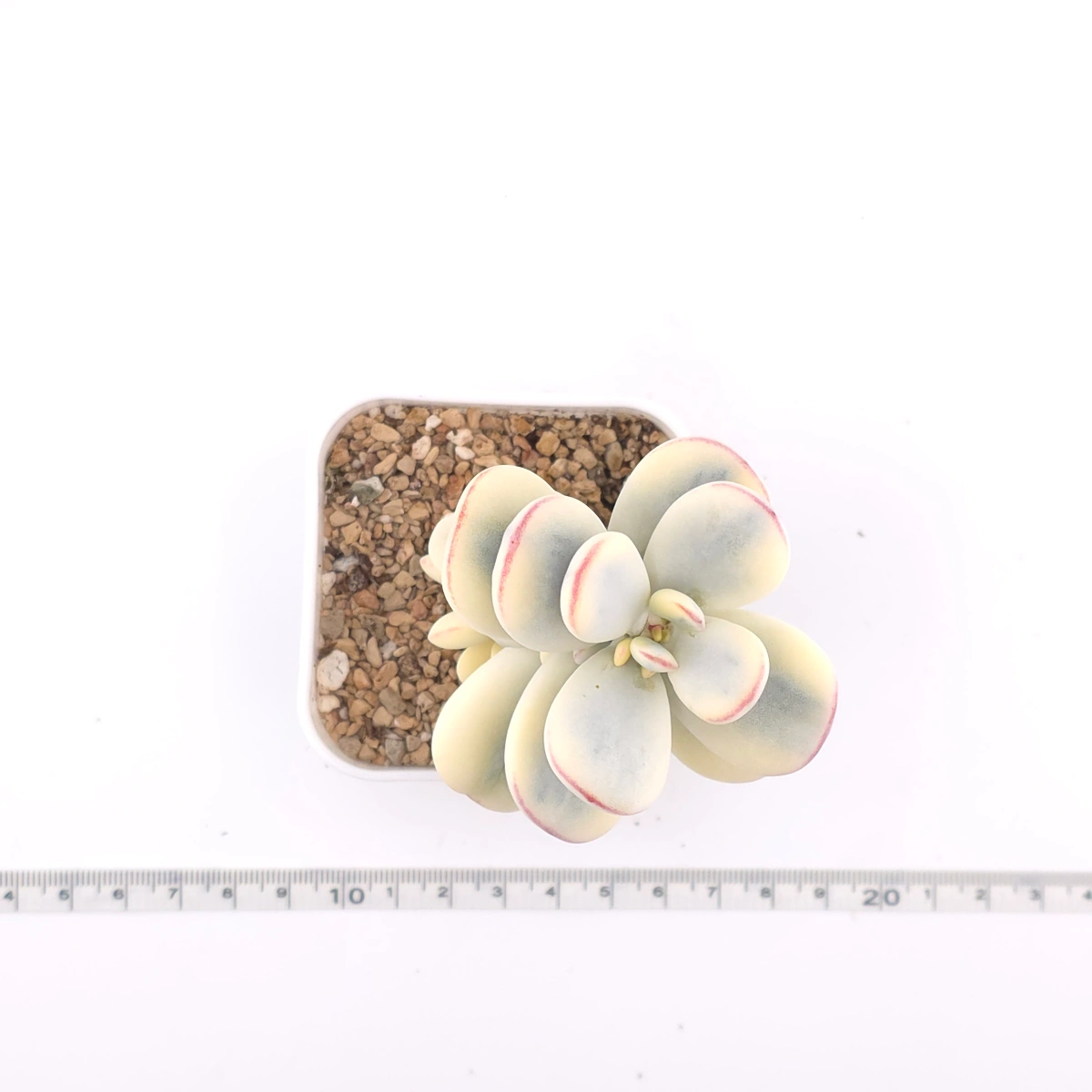Cotyledon orbiculata cv. variegated (rounded leaf ver.) | 乒乓福娘錦 thumbnail 4