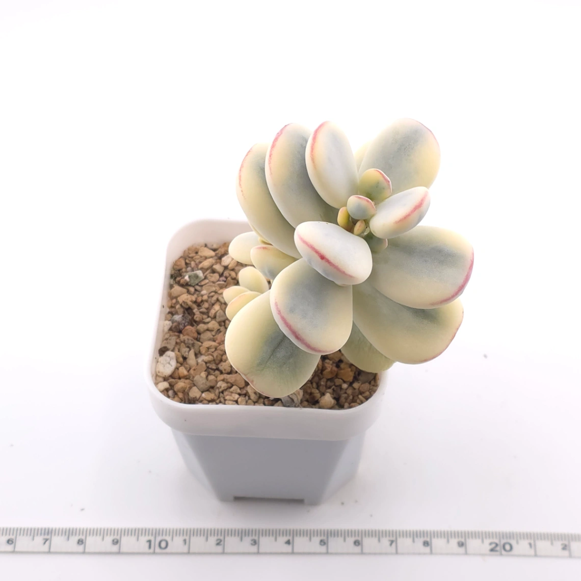 Cotyledon orbiculata cv. variegated (rounded leaf ver.) | 乒乓福娘錦 thumbnail 3