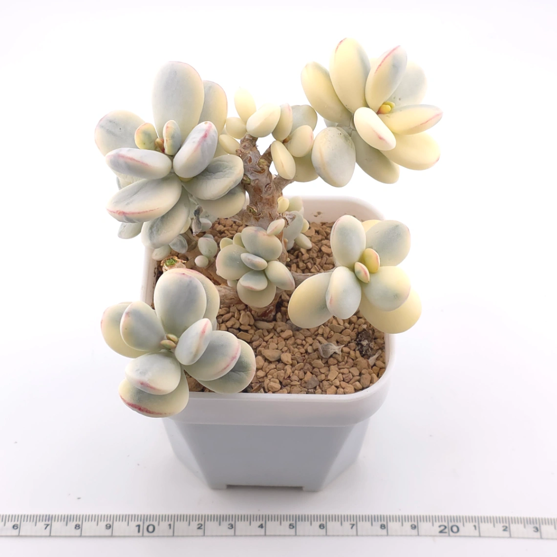 Cotyledon orbiculata cv. variegated (rounded leaf ver.) | 乒乓福娘錦 thumbnail 3