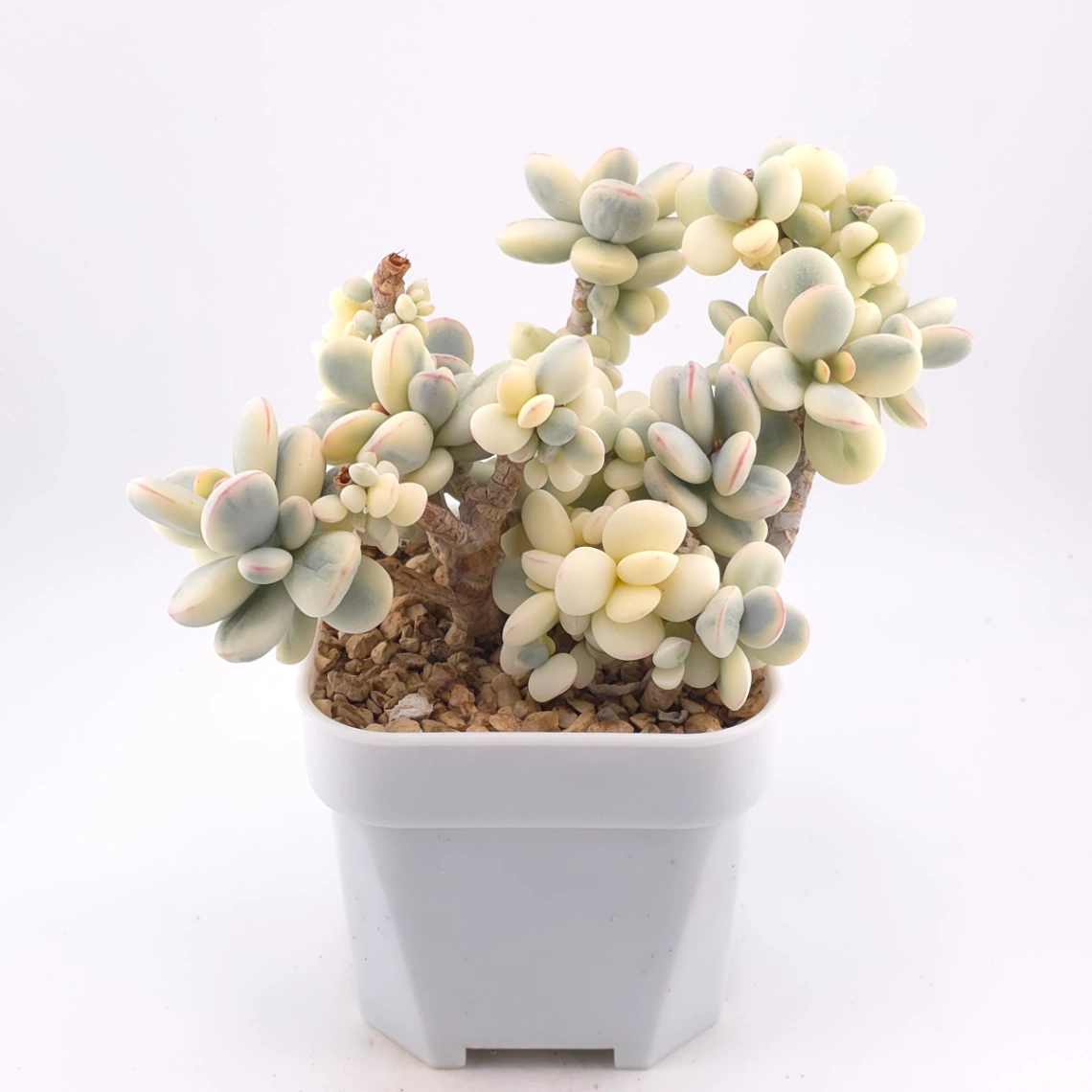Cotyledon orbiculata cv. variegated (rounded leaf ver.) | 乒乓福娘錦 thumbnail 2