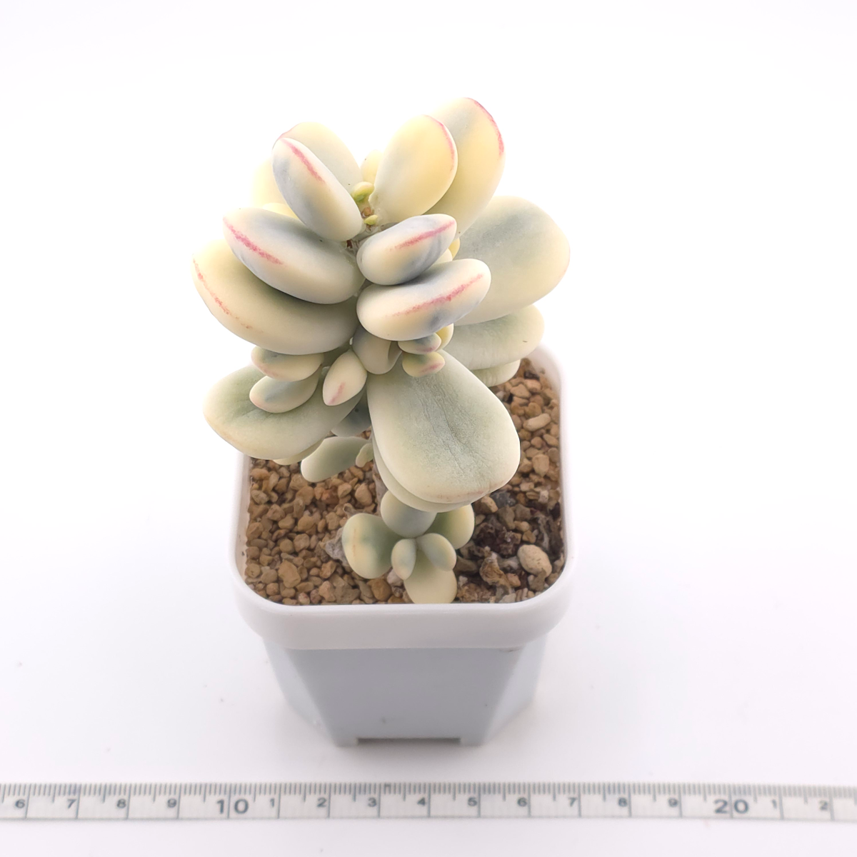 Cotyledon orbiculata cv. variegated (rounded leaf ver.) | 乒乓福娘錦 thumbnail 3