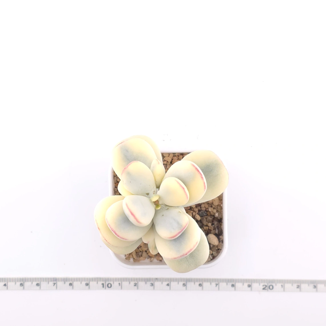 Cotyledon orbiculata cv. variegated (rounded leaf ver.) | 乒乓福娘錦 thumbnail 4