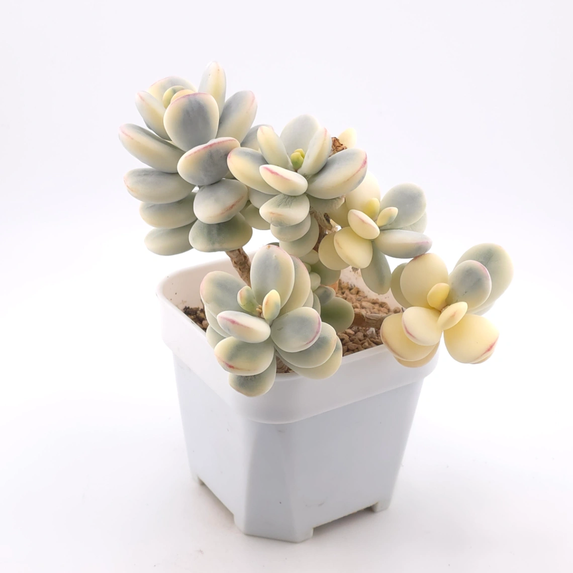 Cotyledon orbiculata cv. variegated (rounded leaf ver.) | 乒乓福娘錦 thumbnail 2