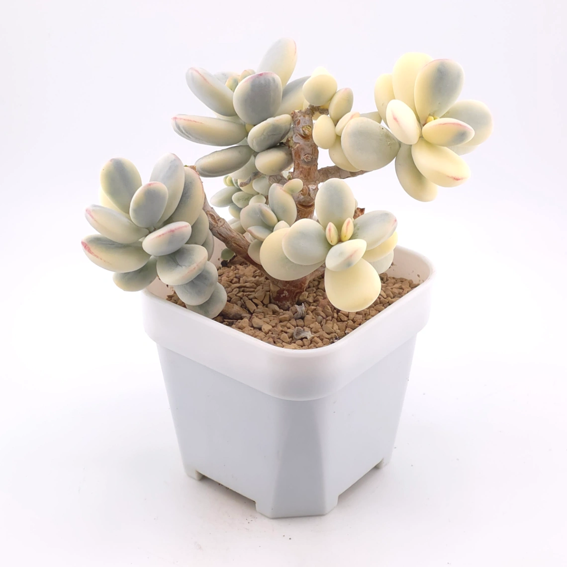 Cotyledon orbiculata cv. variegated (rounded leaf ver.) | 乒乓福娘錦 thumbnail 2