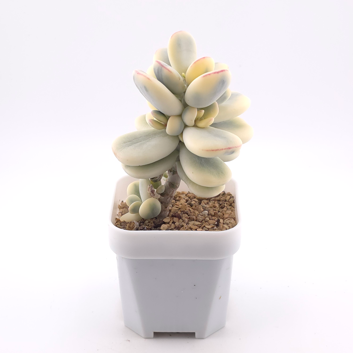 Cotyledon orbiculata cv. variegated (rounded leaf ver.) | 乒乓福娘錦 thumbnail 2